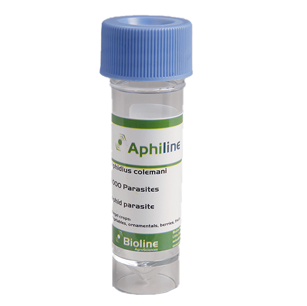 Aphiline c Aphidius cole mani - 1000 per 30ml vial - Biological Control
